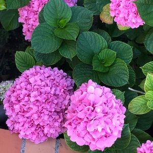 Meet your Posher, Delia